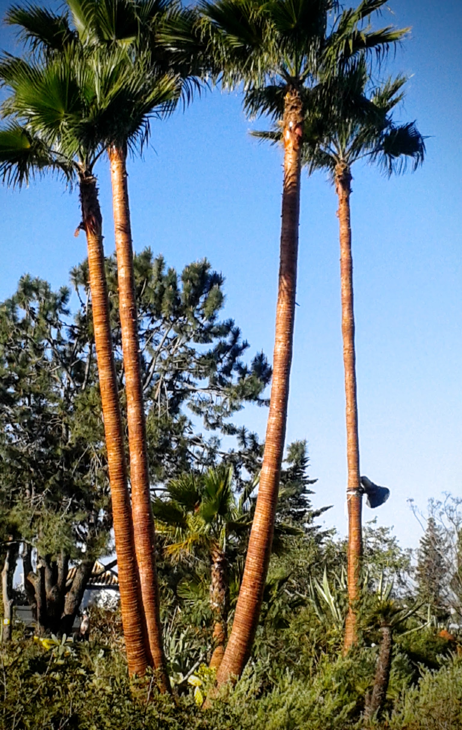 Pest control project 5